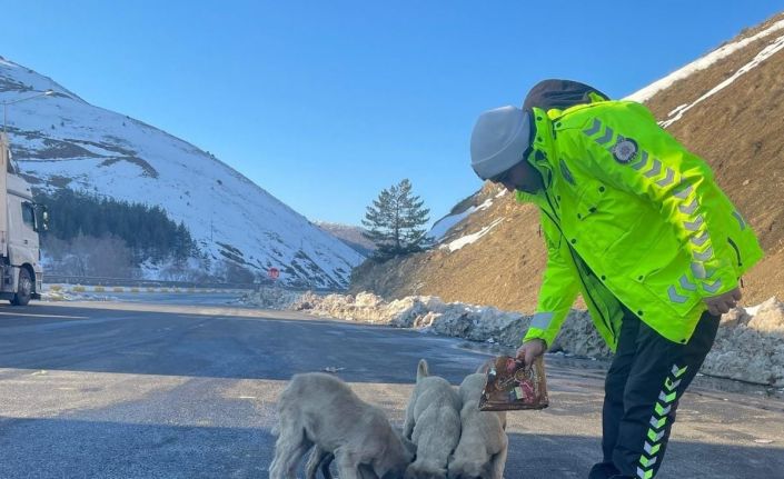 Refahiye’de polis ekipleri sokak hayvanlarını unutmadı