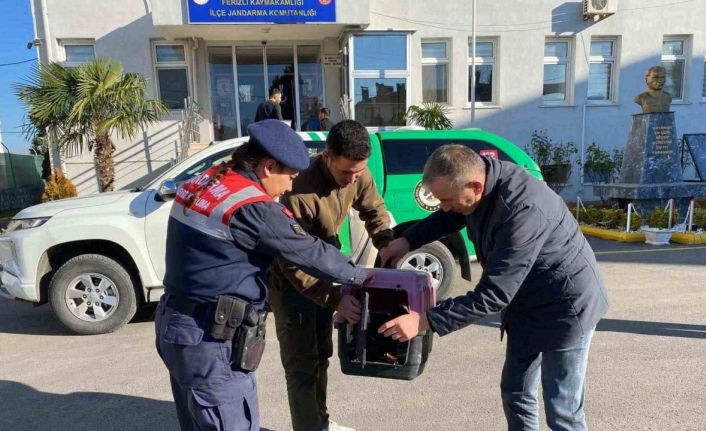 Sakarya’da kaçak avcılık yapan şahsa 48 bin 250 TL ceza