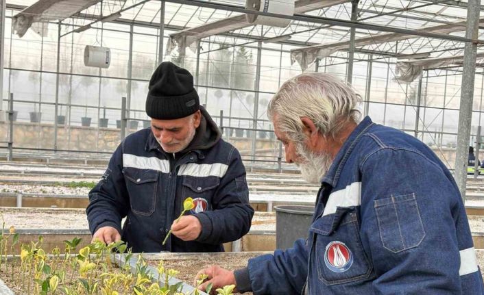 Sincan Belediyesi seralarına açık köklü meyve fidanları eklendi