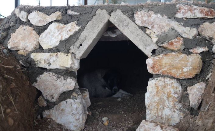 Sokak hayvanlarına doğal yaşam alanı yapıldı