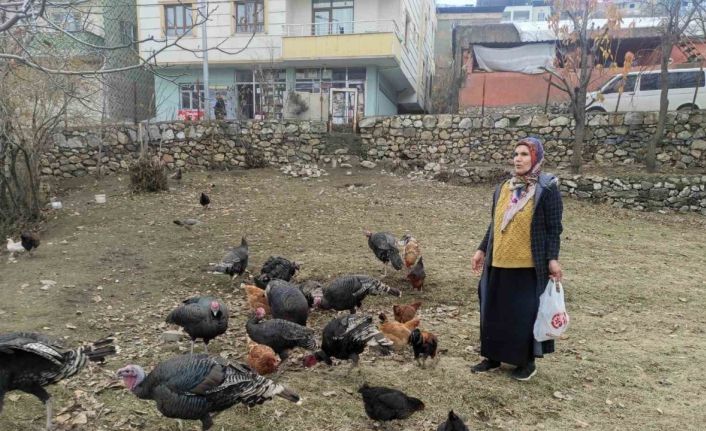 Sokak köpekleri 60 yaşındaki kadının beslediği hindileri telef etti