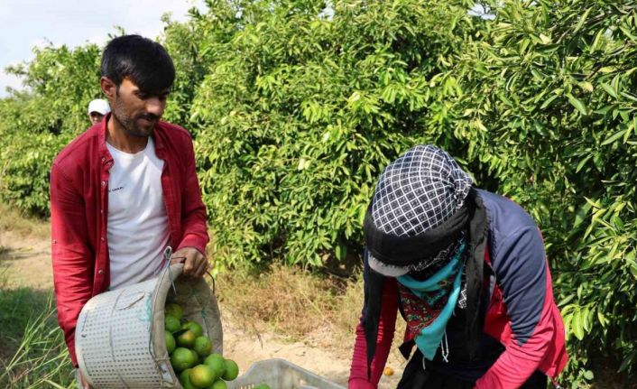 Suriyelilerin ülkelerine dönüşü tarım sektörünü sekteye uğratabilir