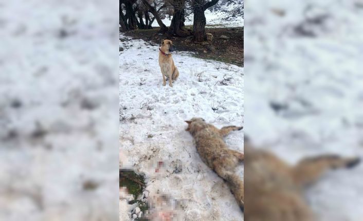 Sürüye saldıran kurdu çoban köpekleri telef etti