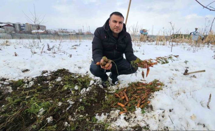 Tatvan’da kar altındaki havuçların hasadı yapıldı