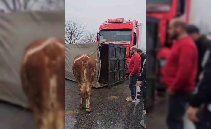 Tır, hayvan taşıyan kamyona çarptı