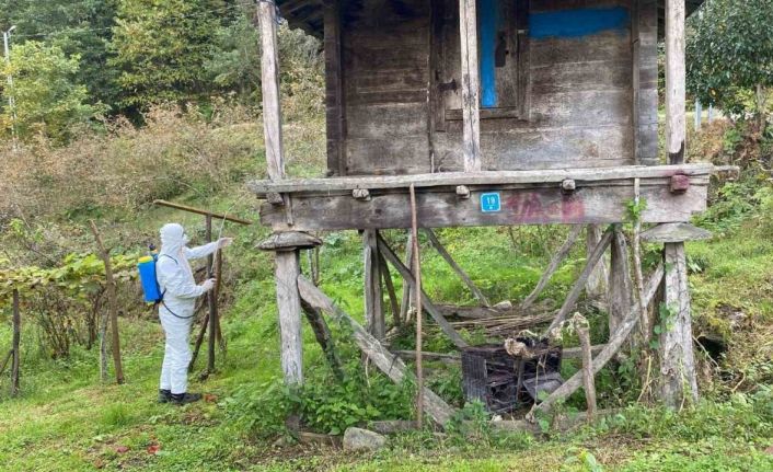 Trabzon’da kokarcayla mücadelede 1 milyon 312 bin metrekarelik alan ilaçlandı