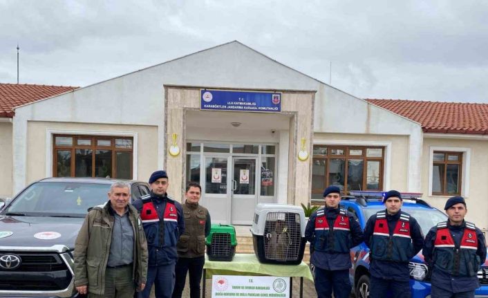 Ula’da ele geçirilen maymunlar doğa korumaya teslim edildi