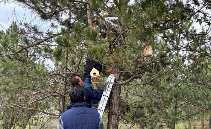 Üniversite öğrencileri kampüsü kuş yuvaları ile donattı