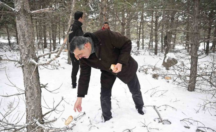 Vali Mustafa Çiftçi, yaban hayvanlarına yem bıraktı