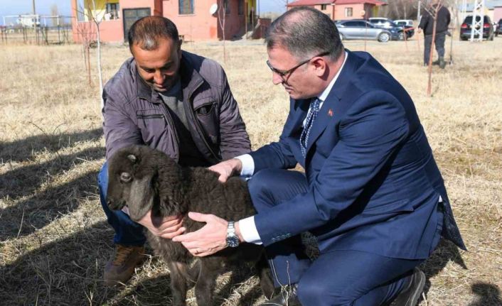 Van’da koyunculuk projesi başarıyla devam ediyor