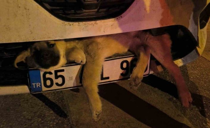 Van’da otomobilin çarptığı köpek tampona sıkıştı