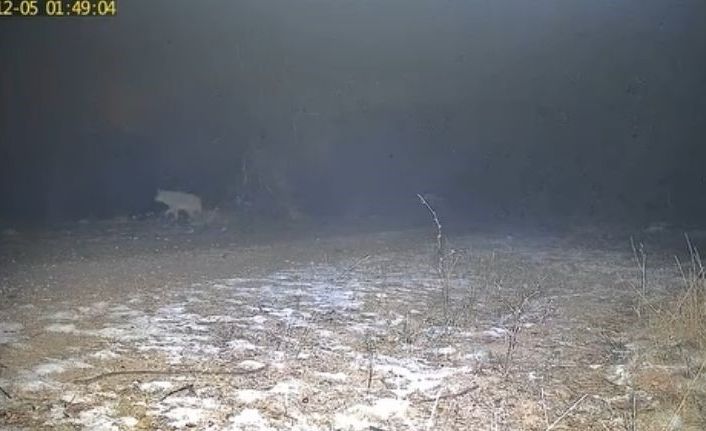 Yabani hayvanların zorlu kış şartlarındaki yaşam mücadelesi kamerada