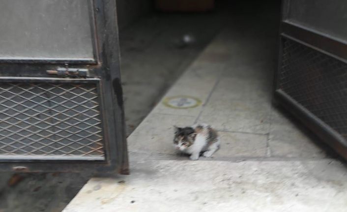 Yağmur hattı borusuna sıkışan yavrusunu kurtarılıncaya kadar bekledi