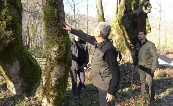 Yalova’da hastalık bulaşan çınar ağaçları kuruyor