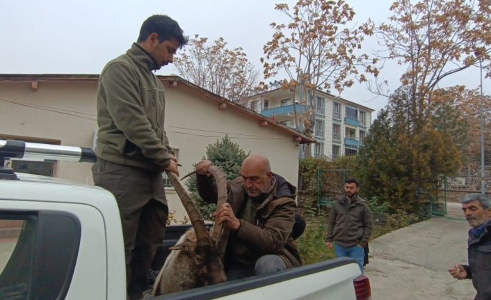 Yaralı bulunan yaban keçisinin imdadına DKMP ekipleri yetişti