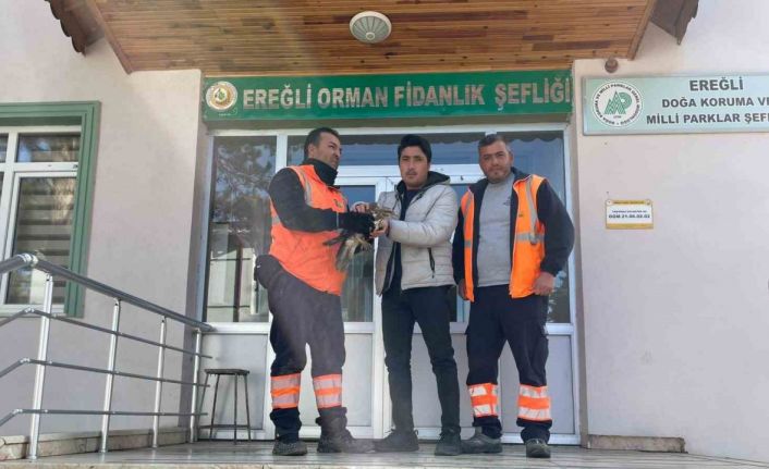 Yaralı şahin doğa koruma ekiplerine teslim edildi