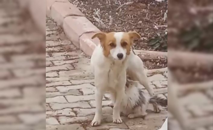 Yavru kediyi ‘Çiko’ isimli depremzede köpek emziriyor