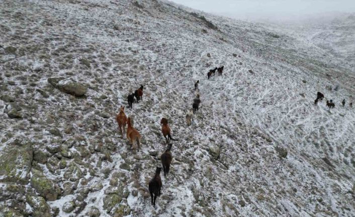 Yaylada kar altında yiyecek arayan yılkı atları havadan görüntülendi