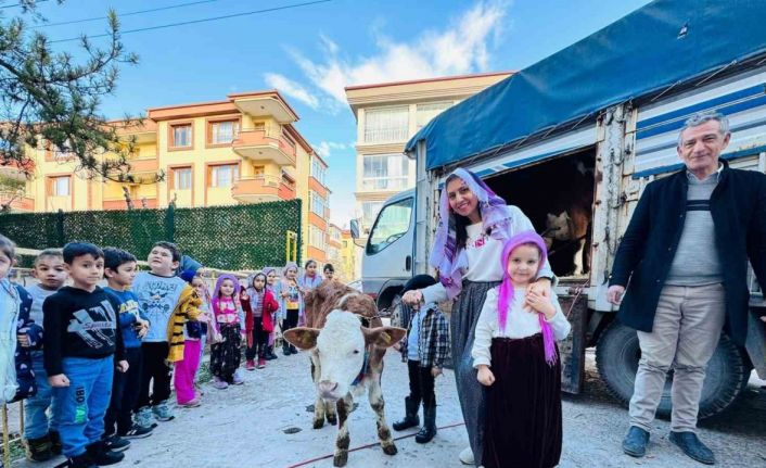 Yerli Haftası’nı okula getirdikleri ‘inekle’ kutladılar