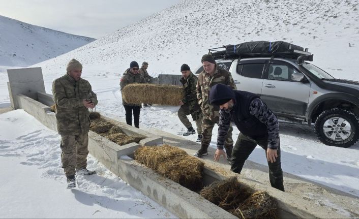 Yılkı atları için karla kaplı Akdağ’a saman taşıdılar