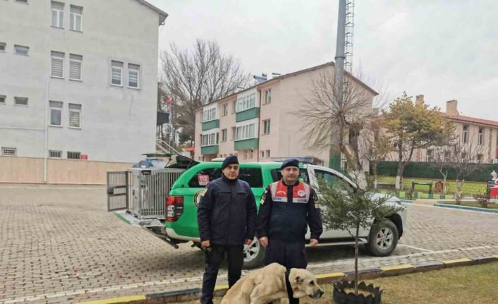 Yozgat Jandarması, yaralı köpek için yürüteç yaptı