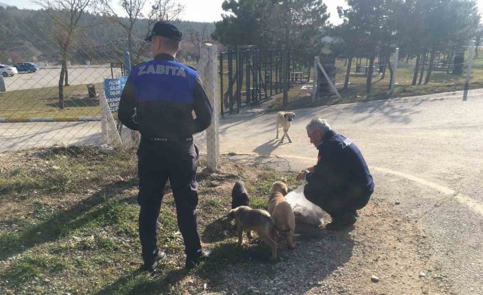 Zabıta ekipleri, sokak hayvanlarını besledi