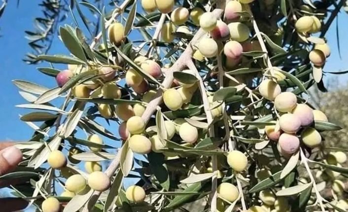 Zeytin üreticisi destek bekliyor