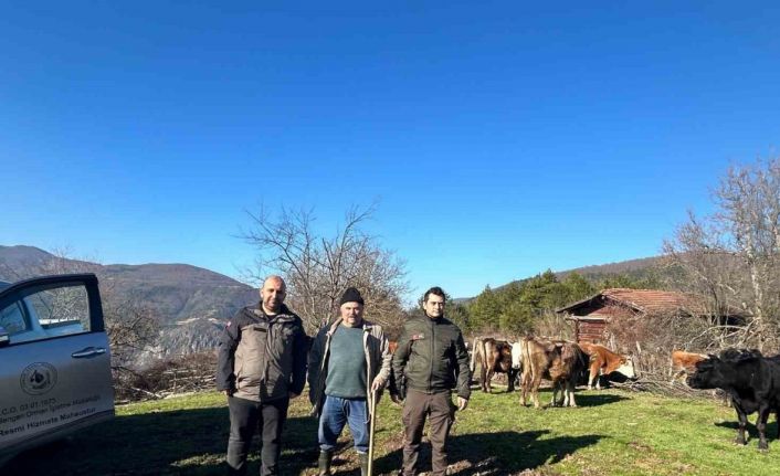 4 gündür kayıp olan büyükbaş hayvanlar dronla bulundu