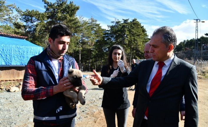 Amanos Dağları’na yaban ve sokak hayvanları için yem bırakıldı