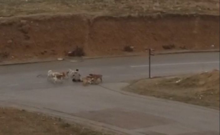 Ankara’da başıboş köpekler yere yatırdıkları vatandaşı defalarca ısırdı