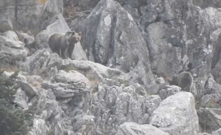 Antalya’da kış uykusuna yatmayan ayılar böyle görüntülendi