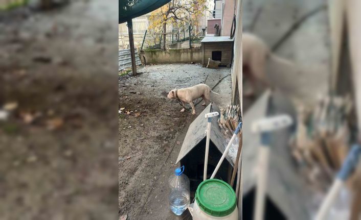 Avcılar’da ağızlıksız gezdirilen pitbull köpek kediyi parçaladı, sahibi gözaltına alındı