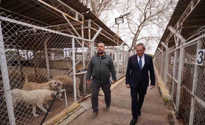 Ayvalık Belediyesi sokaktaki can dostların da yanında