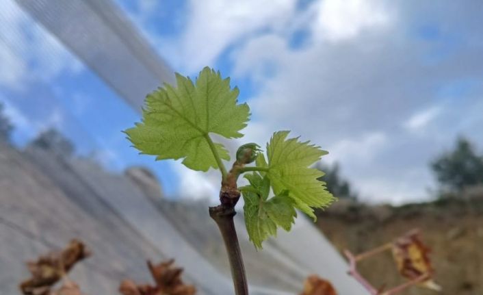 Bağlarda erken uyanma devam ediyor