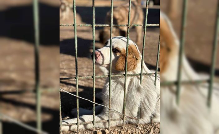 “Barınaktan Okullara Sevimli Dost” projesi kabul edildi