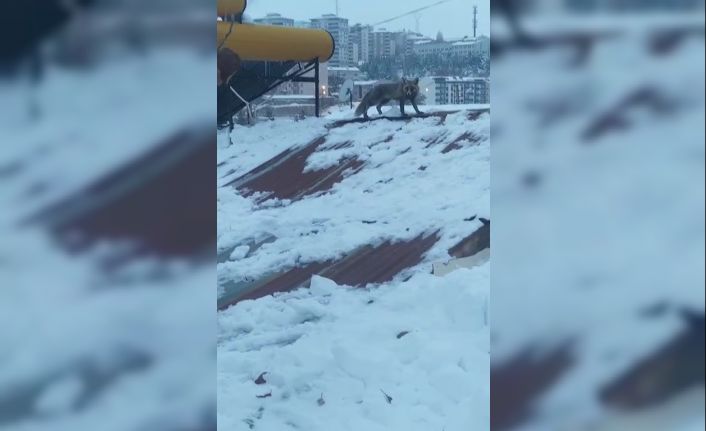 Bayburt’ta yiyecek arayan tilki bir evin çatısında görüldü