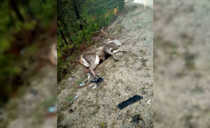 Bolu’da minibüsün çarptığı geyik telef oldu