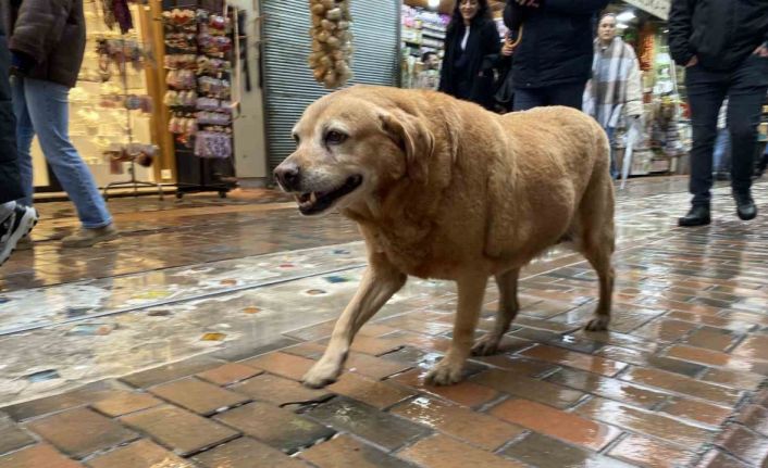 Bu köpekler her etkinlikte var