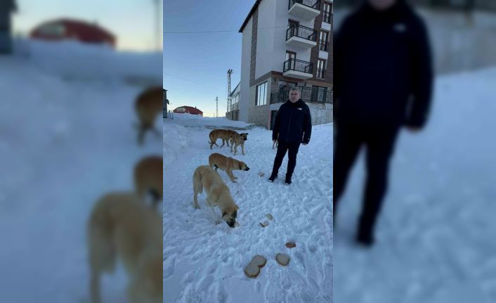 Bulancak Belediye Başkanı Sıbıç yayladaki köpekler için harekete geçti