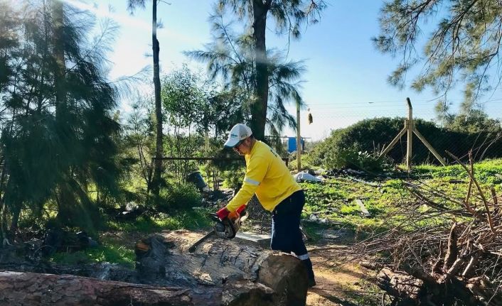 Didim’de budanan ağaçlar ihtiyaç sahiplerine yakacak oluyor