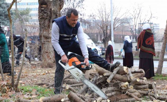 Diyarbakır’da 24 bin 833 ağaç budandı