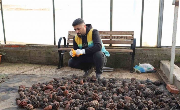 Doğada toplanan kozalaklardan fidan üretiliyor