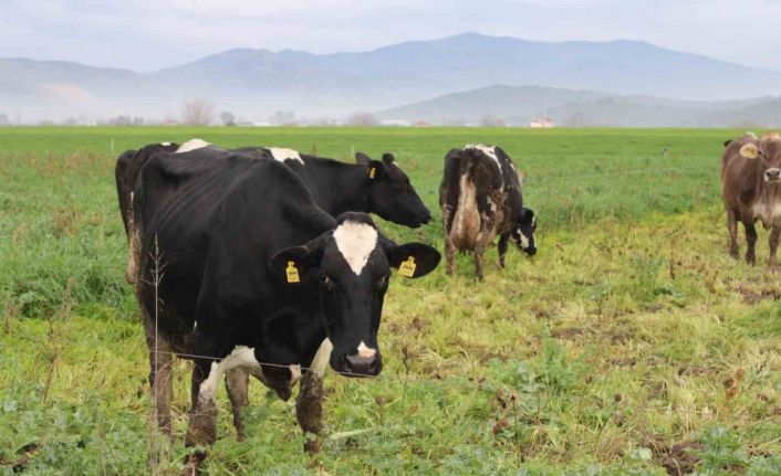 Doğuda kar, Aydın’da bahar