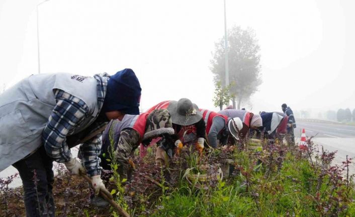 Düzce’de 851 ağaç, 382 bin mevsimlik çiçek dikildi