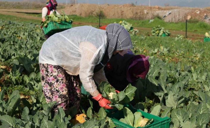 Efeler Belediyesi’nin karnabaharları hasat edildi