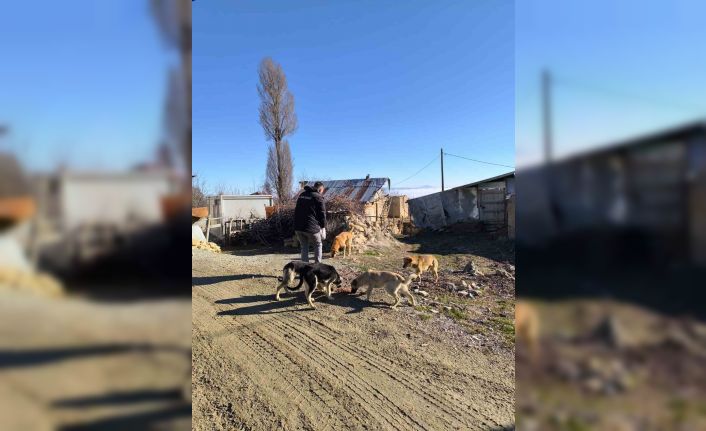 Elazığ Özel İdare ekipleri, sokak hayvanlarını unutmadı
