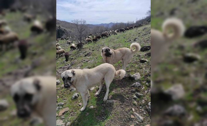 Elazığ’da avcılar bir kangalı telef edip birini de yaraladı