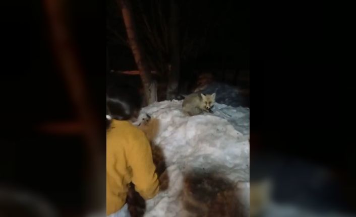 Evlerinin önüne gelen tilkiyi ekmekle beslediler