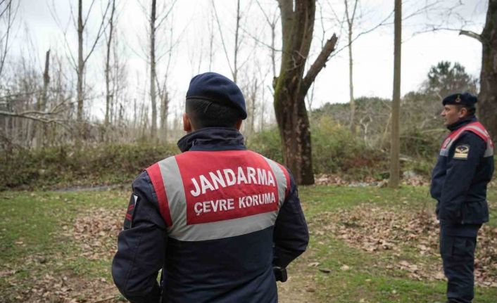 Firar eden ayı havadan ve karadan aranıyor