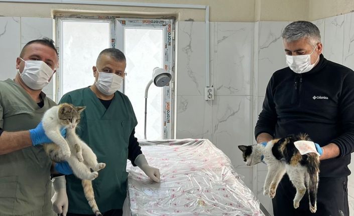 Hakkari’de donma tehlikesi geçiren kediler kurtarıldı